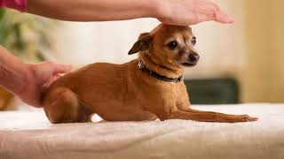 Reiki And Animals