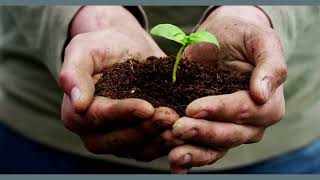 Reiki And Plants